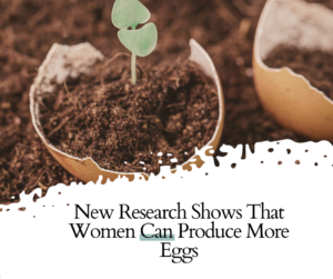 Emerging Research Suggests New Possibilities in Female Egg Production